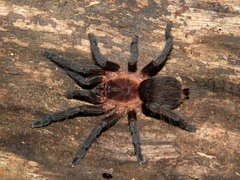 Dolichothele camargorum