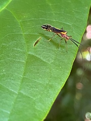 Dictyopsocus pennicornis