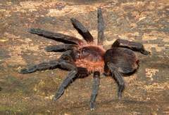 Dolichothele camargorum