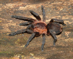 Dolichothele camargorum