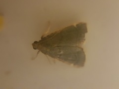 Parachma rufoflavalis