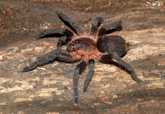 Dolichothele camargorum