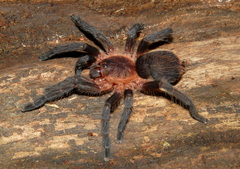 Dolichothele camargorum