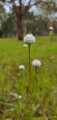 Eriocaulon australe