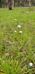 Eriocaulon australe