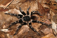 Acanthoscurria
