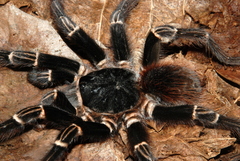 Acanthoscurria