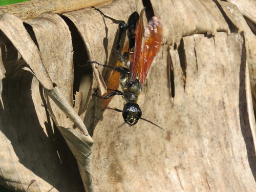 Dynatus nigripes