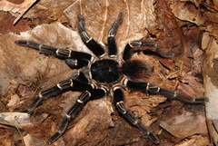 Acanthoscurria