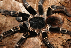 Acanthoscurria