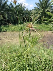 Cyperus giganteus