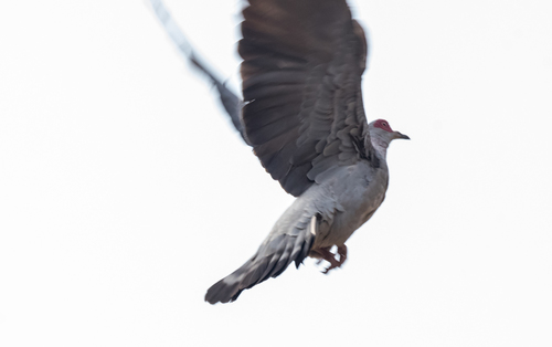 Speckled Pigeon