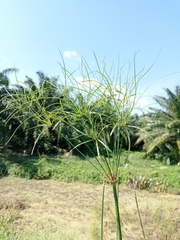 Cyperus giganteus