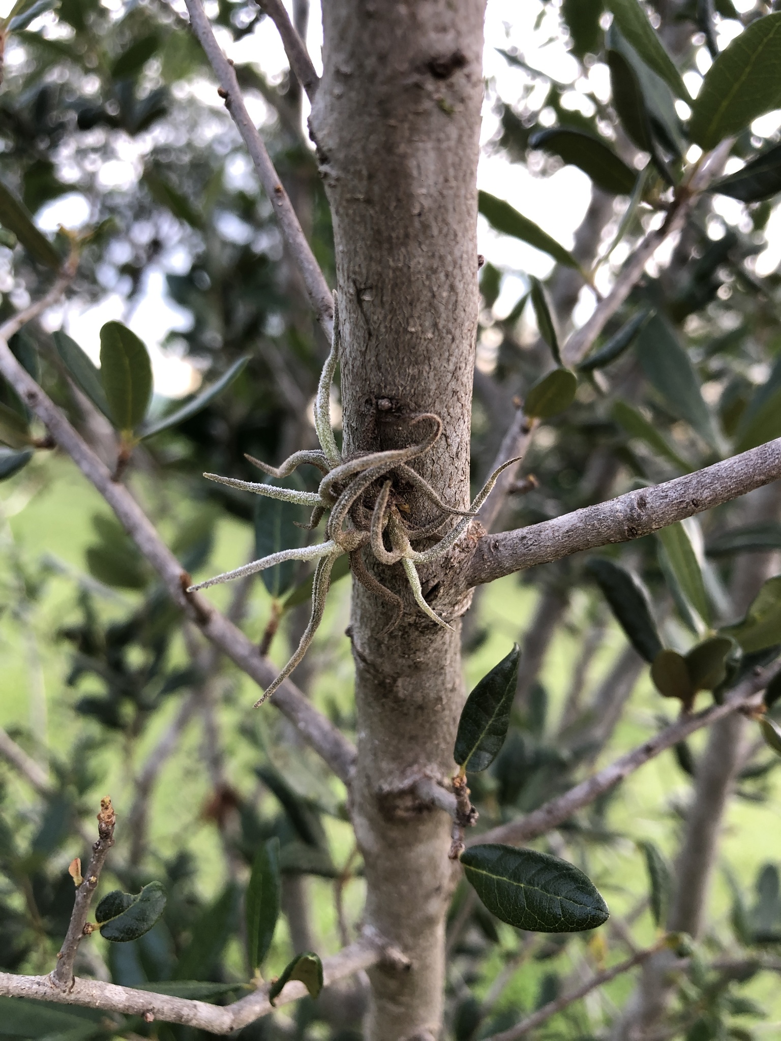 Tillandsia recurvata