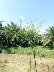 Cyperus giganteus