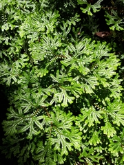 Selaginella doederleinii