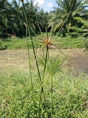 Cyperus giganteus