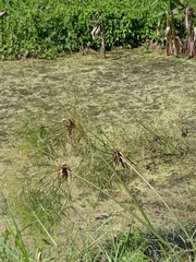 Cyperus giganteus