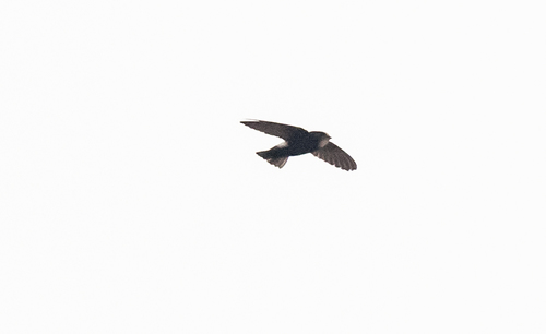 Little Swift