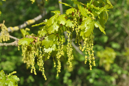 Paprastasis ąžuolas nuotrauka