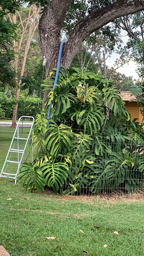 Monstera deliciosa iNat (3)