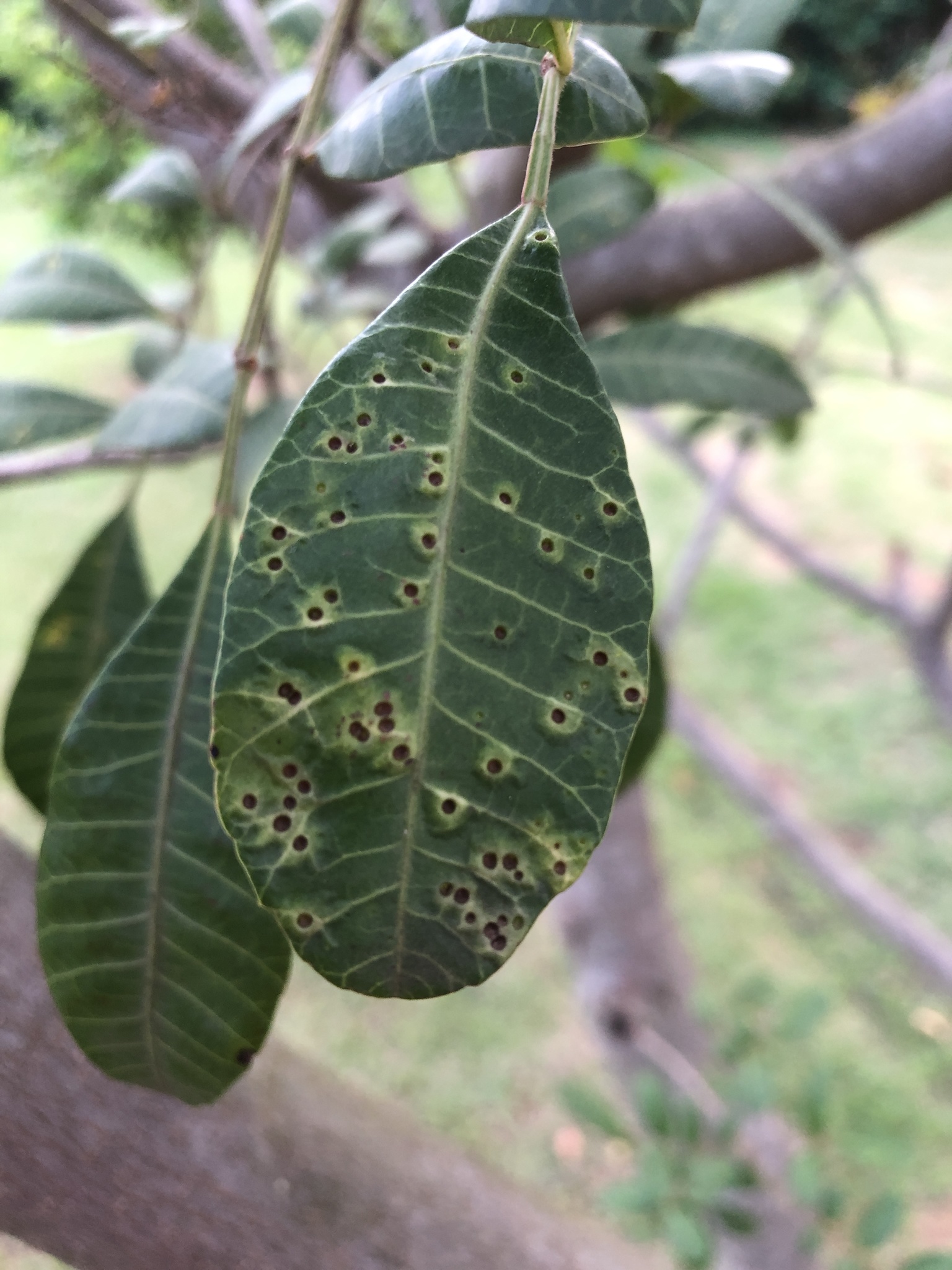 Schinus terebinthifolia