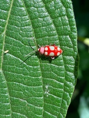 Omophoita sexnotata