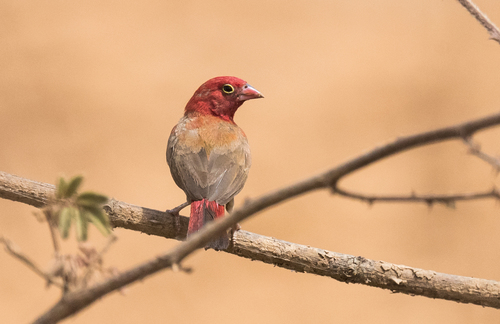 Red-billed Firefinch
