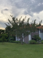 Schinus terebinthifolia