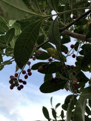 Schinus terebinthifolia