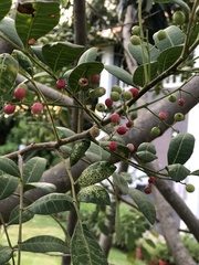 Schinus terebinthifolia