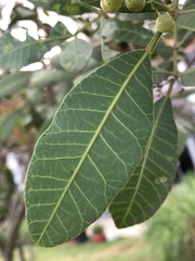 Schinus terebinthifolia