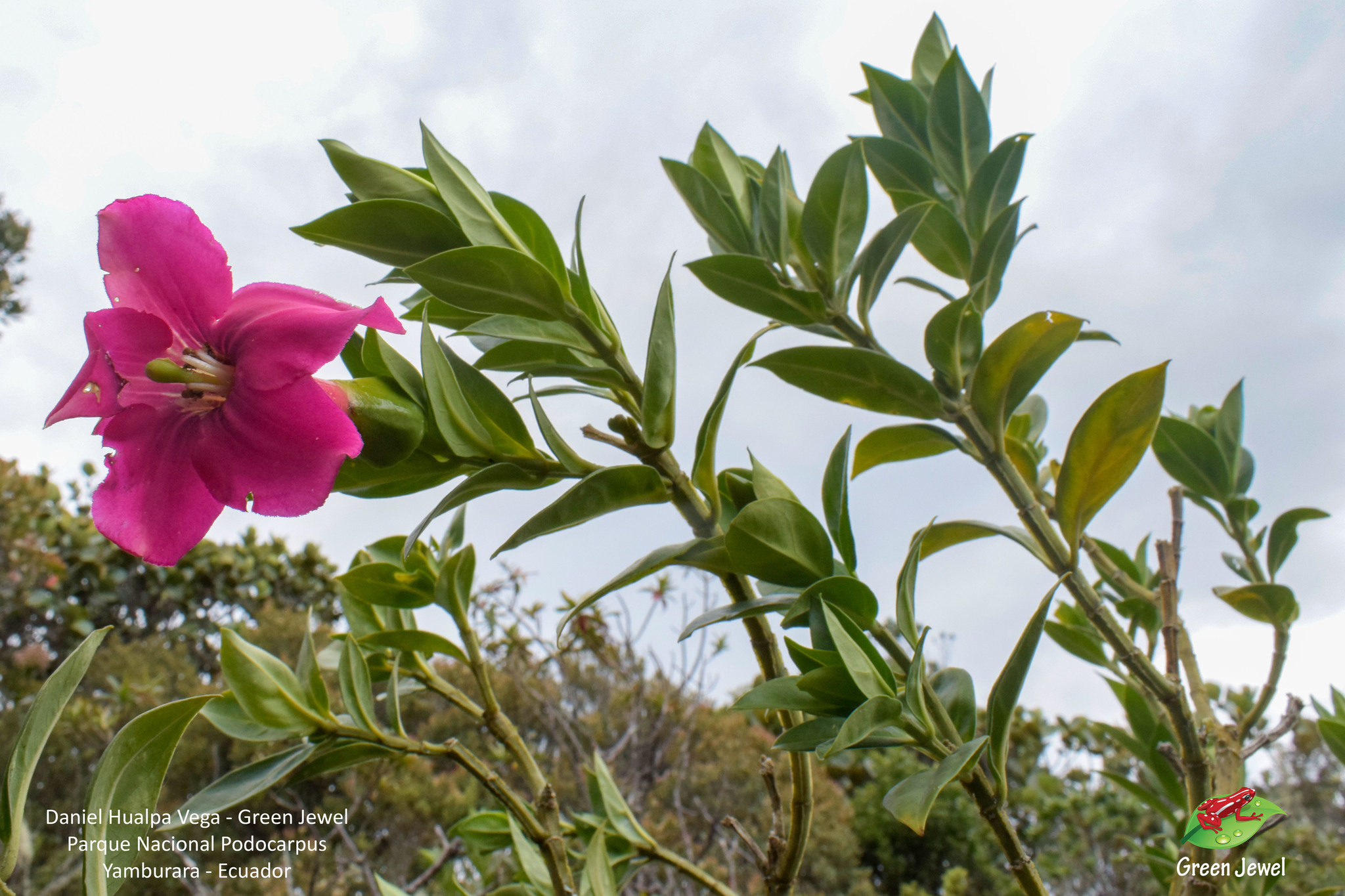 Symbolanthus calygonus image