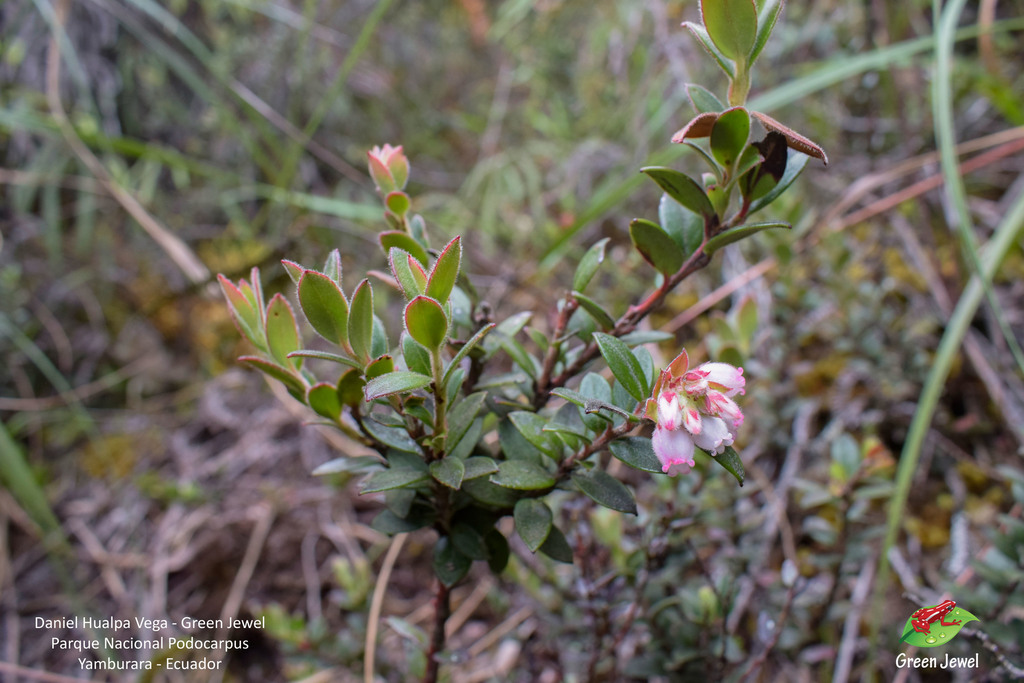 Gaylussacia loxensis