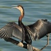 African Darter - Photo (c) Willem Meijlink, some rights reserved (CC BY-NC), uploaded by Willem Meijlink