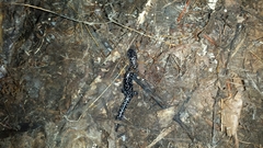Plethodon variolatus