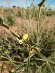 Euphorbia calyptrata image