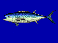 Butterfly Kingfish photo 4