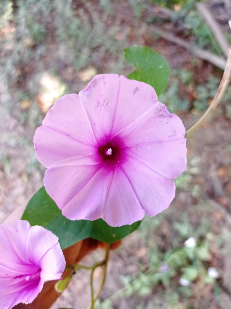 Campanilla de agua