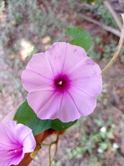 Ipomoea rubens