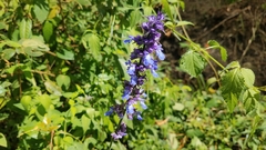 Salvia mocinoi