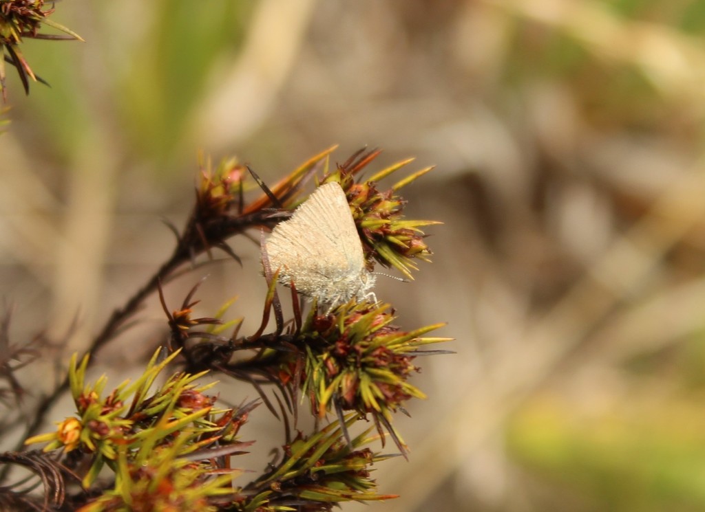 Rhamma anosma