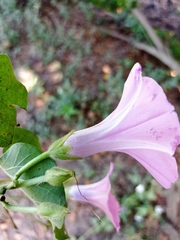 Ipomoea rubens