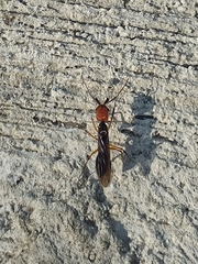 Odontomachus erythrocephalus