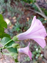 Ipomoea rubens