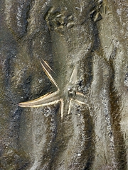 Astropecten polyacanthus image