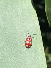 Omophoita sexnotata