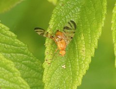 Myoleja lucida