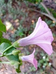 Ipomoea rubens