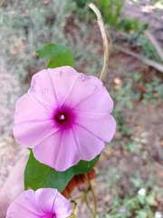 Ipomoea rubens